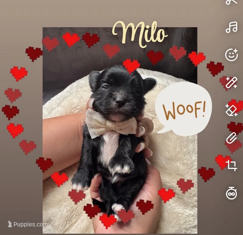 Milo – Shih Tzu puppy for sale in Lugoff, SC