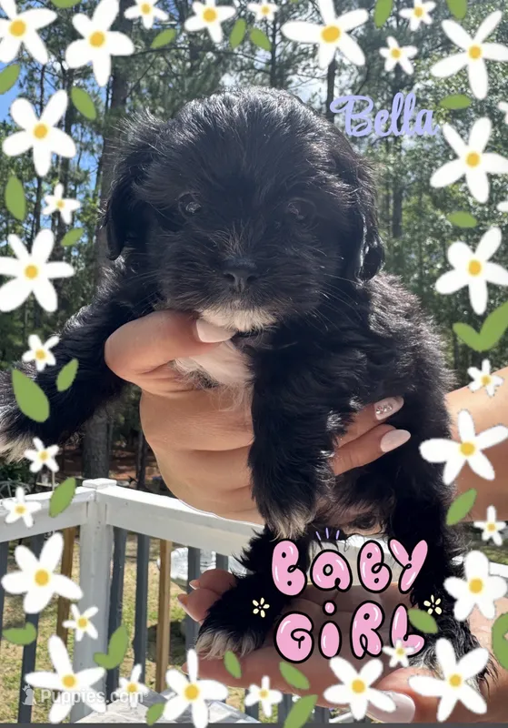 Bella – Shih Tzu puppy for sale in Lugoff, SC