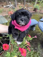 Bella, a female Shih Tzu for sale in Lugoff, SC – 1 of 2