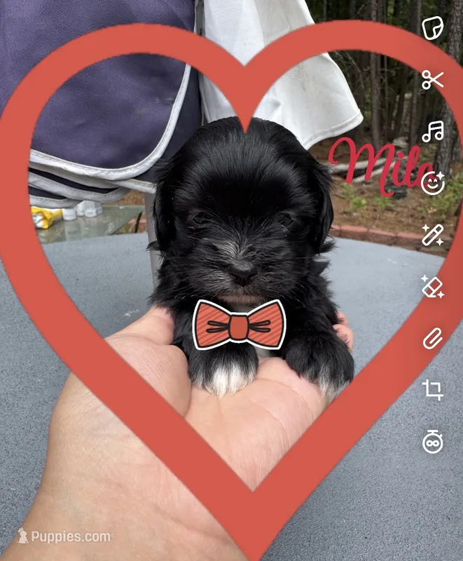 Milo – Shih Tzu puppy for sale in Lugoff, SC