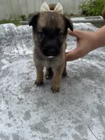 Lassie, a female German Shepherd Dog and Saint Bernard for sale in Lugoff, SC – 2 of 2