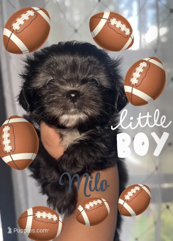 Milo – Shih Tzu puppy for sale in Lugoff, SC