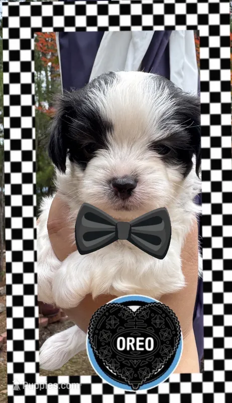 Oreo – Shih Tzu puppy for sale in Lugoff, SC