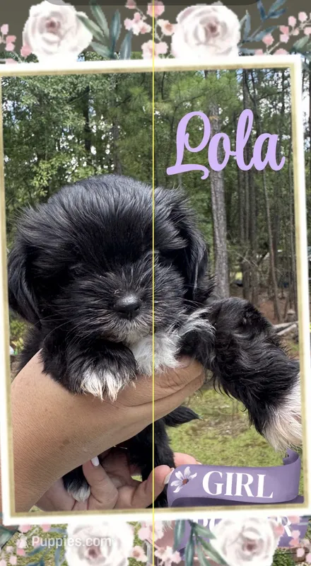 Lola – Shih Tzu puppy for sale in Lugoff, SC