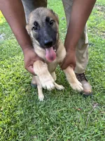 Tank, a male German Shepherd Dog and Saint Bernard for sale in Lugoff, SC – 1 of 1