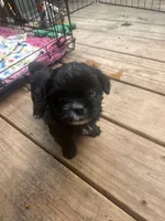 Sammy, a male Pekingese and Yorkshire Terrier for sale in Dallas, TX – 2 of 2