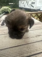 Sebastian, a male Pekingese and Yorkshire Terrier for sale in Dallas, TX – 2 of 2