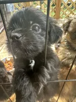 Sabor, a male Pekingese and Yorkshire Terrier for sale in Mobile, AL – 2 of 2
