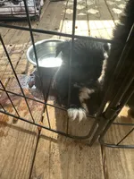 Sydney , a male Pekingese and Yorkshire Terrier for sale in Mobile, AL – 2 of 2