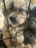 Shelby, a male Pekingese and Yorkshire Terrier for sale in Mobile, AL – 2 of 2