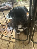 Sydney , a male Pekingese and Yorkshire Terrier for sale in Mobile, AL – 1 of 2