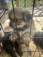 Shelby, a male Pekingese and Yorkshire Terrier for sale in Mobile, AL – 1 of 2