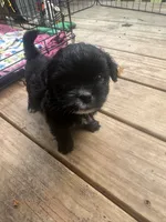Sammy, a male Pekingese and Yorkshire Terrier for sale in Dallas, TX – 1 of 2