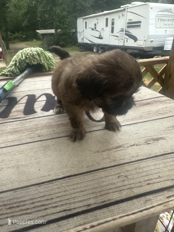 Sebastian, a male Pekingese and Yorkshire Terrier for sale in Dallas, TX – 1 of 2