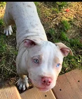 You choose her name, a female American Bully for sale in Pasadena, MD – 2 of 5