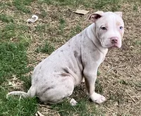 You choose her name, a female American Bully for sale in Pasadena, MD – 4 of 5