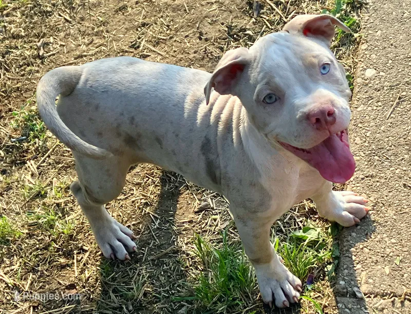 You choose her name – American Bully puppy for sale in Pasadena, MD