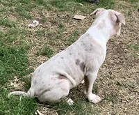You choose her name, a female American Bully for sale in Pasadena, MD – 5 of 5