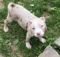 You choose her name, a female American Bully for sale in Pasadena, MD – 3 of 5