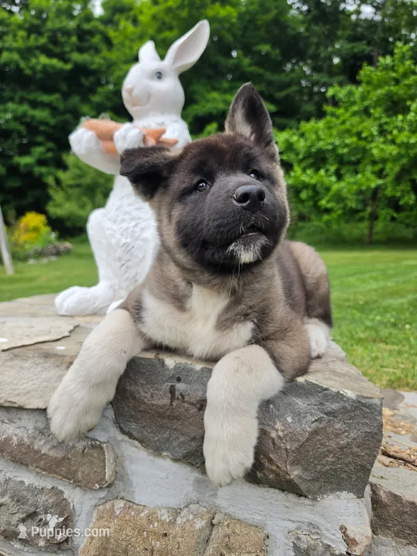 Akita – Akita puppy for sale in Walden, NY