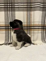 Akita, a female Akita for sale in Walden, NY – 5 of 5