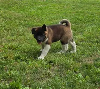 Sofie, a female Akita for sale in Walden, NY – 7 of 10