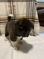 Donni, a male Akita for sale in Walden, NY – 4 of 4