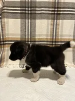 Mya , a female Akita for sale in Walden, NY – 7 of 7
