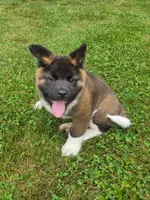 Donni, a male Akita for sale in Walden, NY – 2 of 9