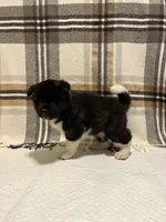 Akita, a female Akita for sale in Walden, NY – 4 of 5