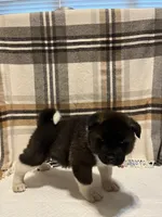 Lilla, a female Akita for sale in Walden, NY – 5 of 8