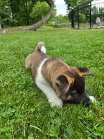 Thor, a male Akita for sale in Walden, NY – 4 of 8
