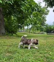 Mya , a female Akita for sale in Walden, NY – 2 of 10