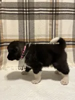 Bella, a female Akita for sale in Walden, NY – 4 of 6