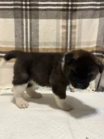Lilla, a female Akita for sale in Walden, NY – 3 of 8
