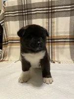 Bear, a male Akita for sale in Walden, NY – 3 of 6