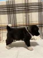 Bella, a female Akita for sale in Walden, NY – 6 of 6