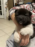 Mya , a female Akita for sale in Walden, NY – 2 of 7
