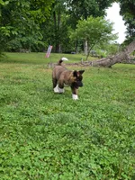 Donni, a male Akita for sale in Walden, NY – 5 of 9