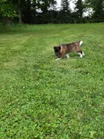 Donni, a male Akita for sale in Walden, NY – 4 of 9