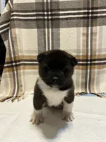 Lilla, a female Akita for sale in Walden, NY – 2 of 8