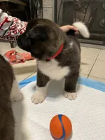 Bear, a male Akita for sale in Walden, NY – 2 of 6