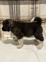 Lilla, a female Akita for sale in Walden, NY – 7 of 8
