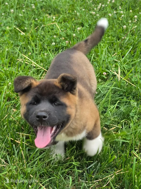 Lilla – Akita puppy for sale in Walden, NY