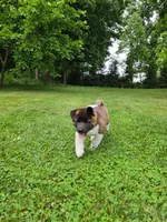 Sofie, a female Akita for sale in Walden, NY – 5 of 10