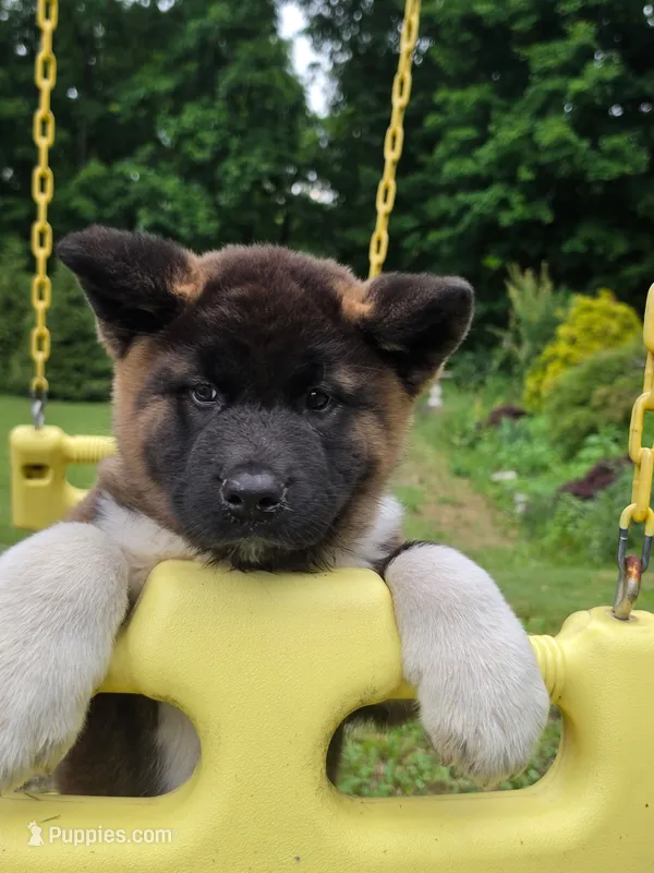 Donni – Akita puppy for sale in Walden, NY