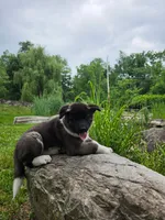 Bella, a female Akita for sale in Walden, NY – 3 of 9