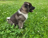 Bella, a female Akita for sale in Walden, NY – 1 of 9