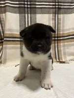 Sofie, a female Akita for sale in Walden, NY – 3 of 6
