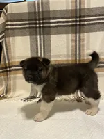 Thor, a male Akita for sale in Walden, NY – 5 of 5